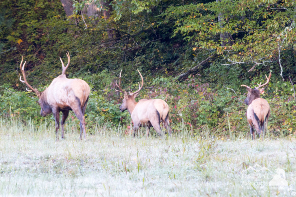 Notice the young bull on the right has broken one antler.