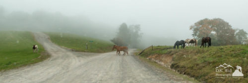 The horses crossing the ranch road in front of us.