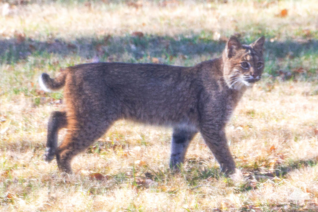 Bobcat looks right at me