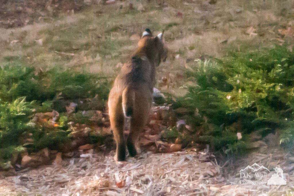 Bobcat standing in front of the house