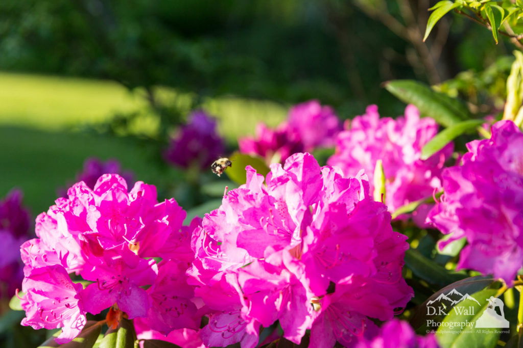 bee and catawba rhododendron june-8-2016