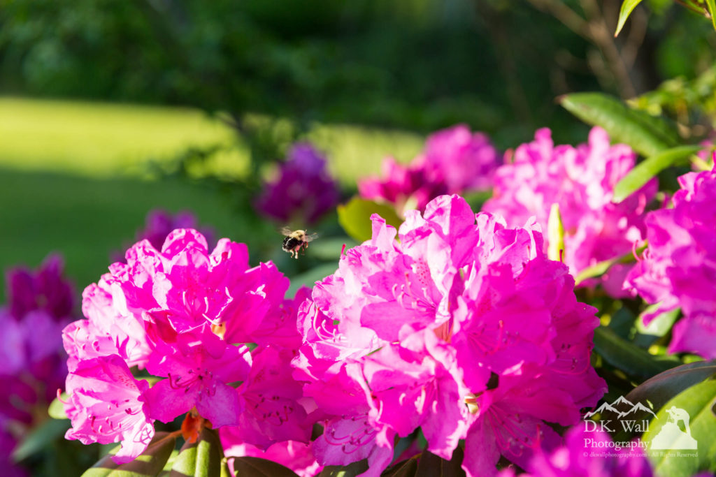 bee-flying-over-catawba-rhododendron-june-8-2016