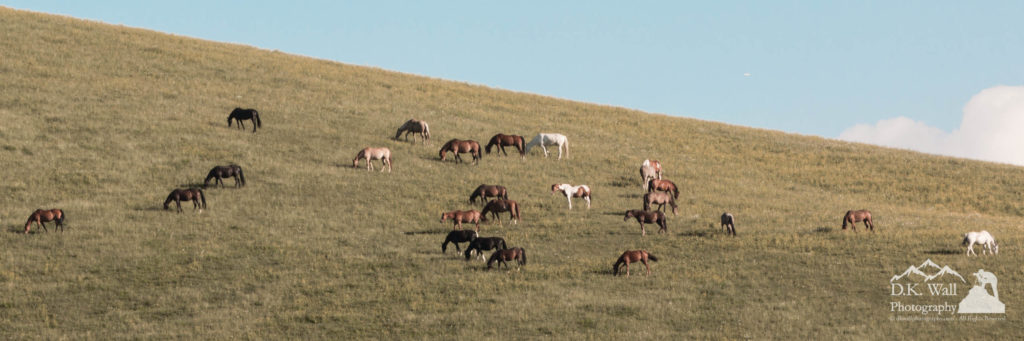 Horses on the Hill at Cataloochee Ranch