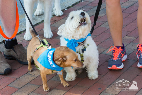 Sarge's Downtown Dog Walk 2016