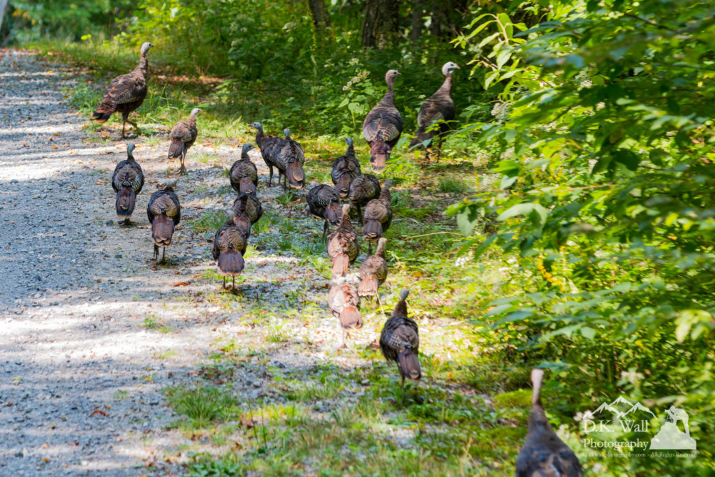 Wild turkey flock sauntering down our road