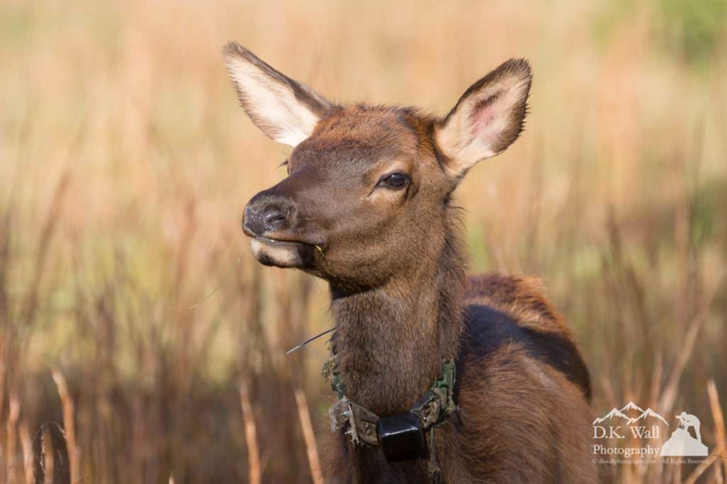 Young elk calf