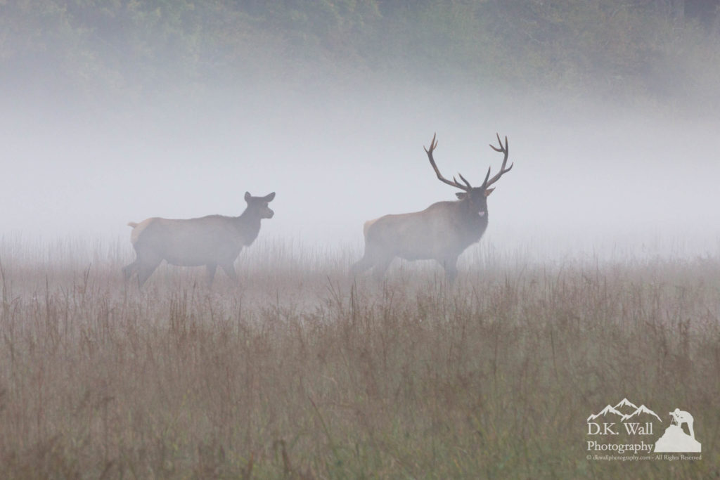 bull-and-cow-elk-in-fog-september-30-2016