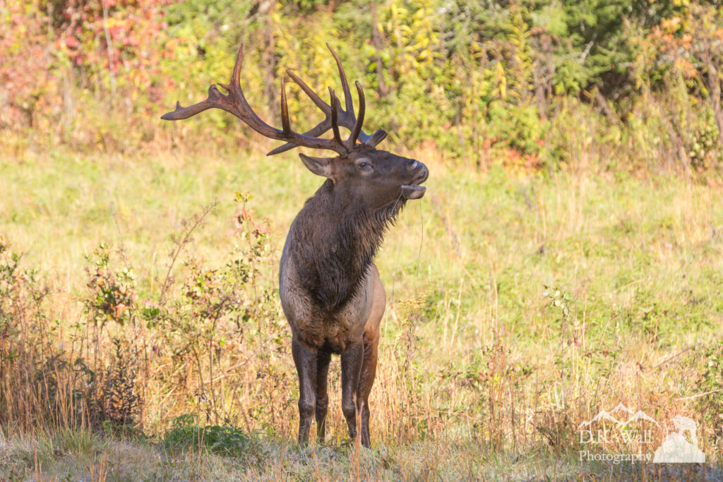 Bugling Bull Elk - October 12 2016
