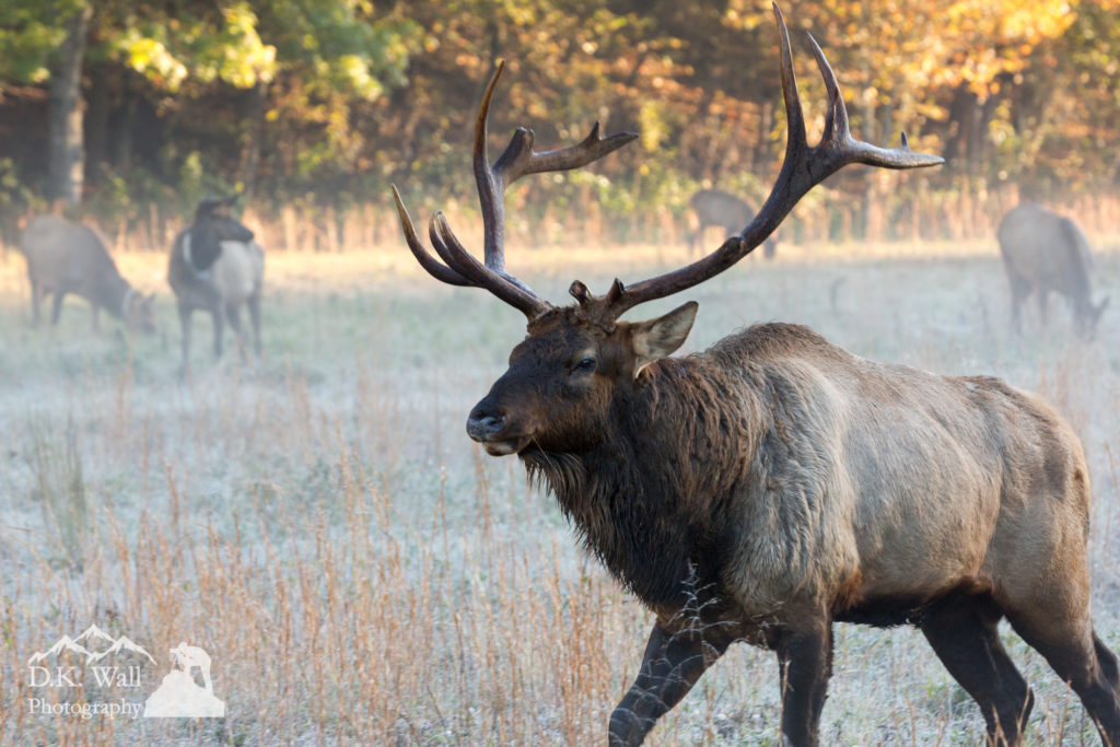 Bull Elk In Field - October 12 2016