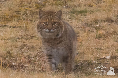 Wary Bobcat Staring - March 13 2017