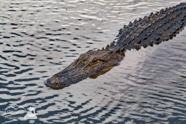 Alligators At Huntington Beach State Park | D.K. Wall