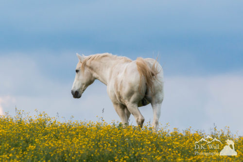 White Horse of Cataloochee Ranch - May 30 2017