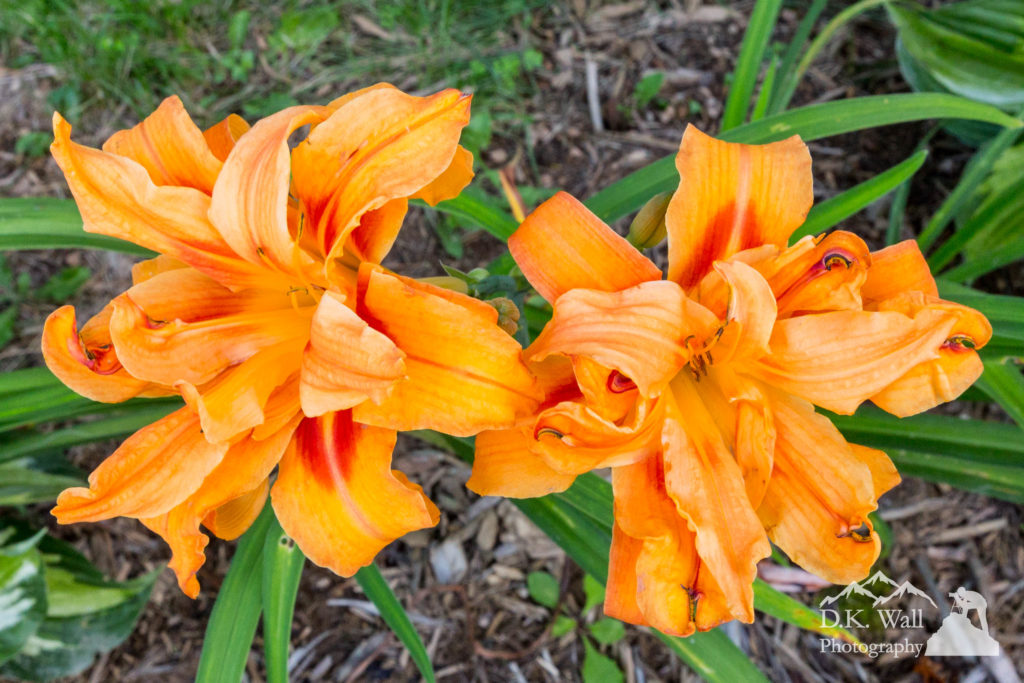 The brilliant orange plumes of daylilies