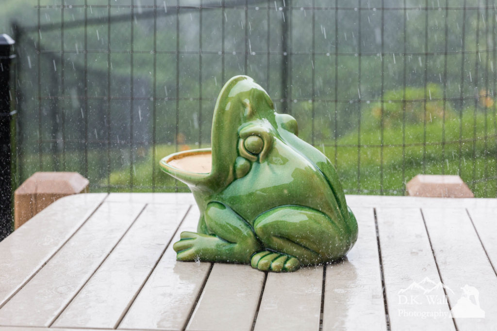 The frog! A centerpiece on a table on the back patio.