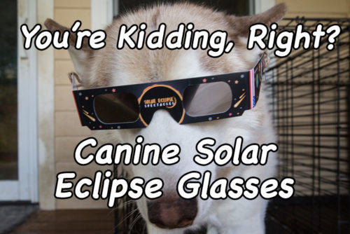 Canine Solar Eclipse Glasses