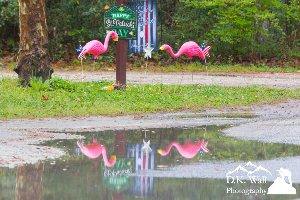 Flamingo Reflections