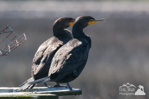 Pair Double-Crested Cormorant