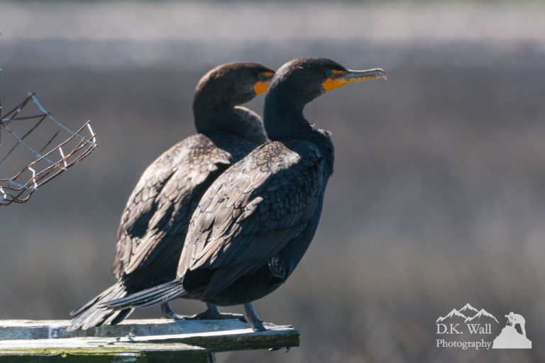 Coastal Wildlife Of South Carolina | D.K. Wall