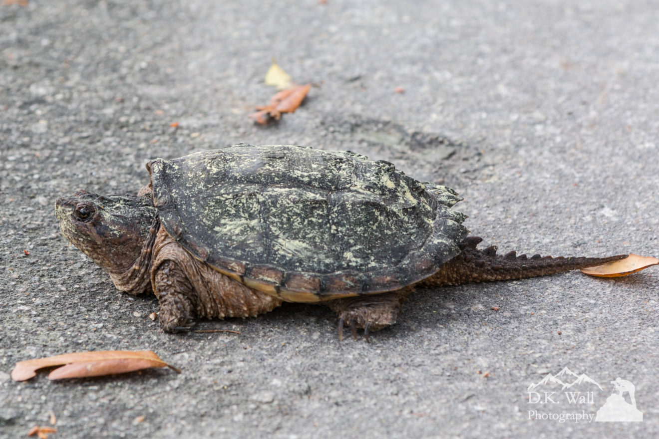 Coastal Wildlife Of South Carolina | D.K. Wall