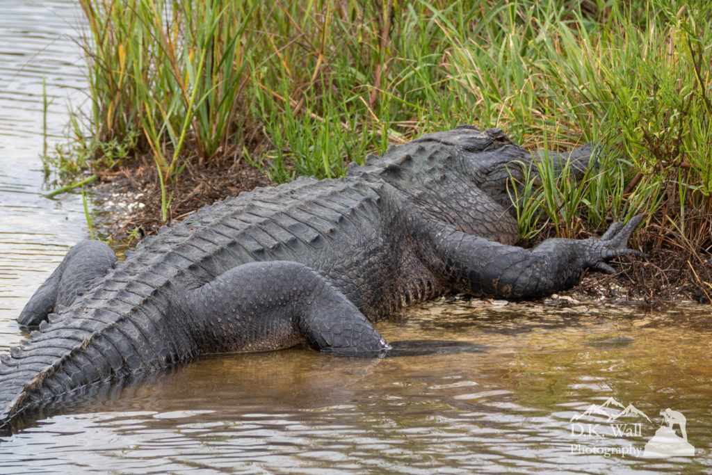 And, yes, the gators can grow to a great size.