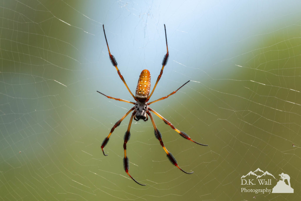 A plentiful and quite sizable spider commonly known as a banana spider, but more appropriately called a golden silk orb-weaver.