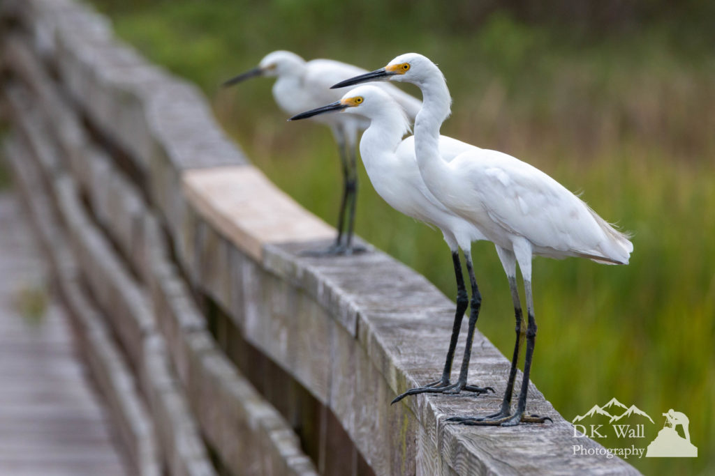 Snowy egrets line up on a rail inside Huntington Beach State Park.