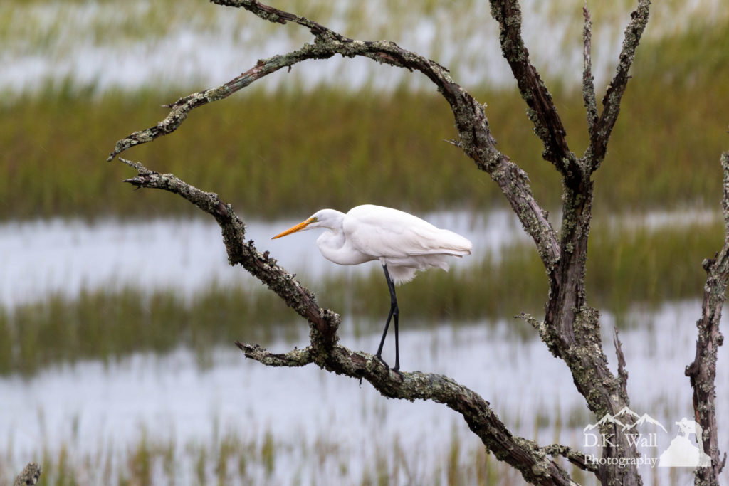 The great egret hanging out in the tree as Hurricane Dorian approaches.