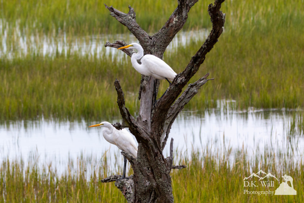 A pair of great egrets hanging out in a tree just outside my office.