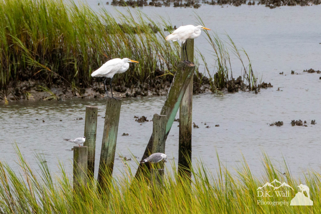 The egrets hanging out on the posts at the far end of our property.