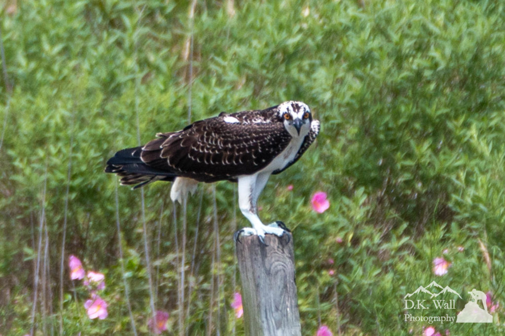 An osprey watches me before taking flight.