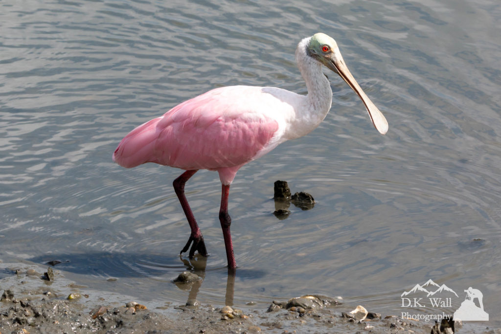 One of the most unusual birds in the area - a roseate spoonbill.