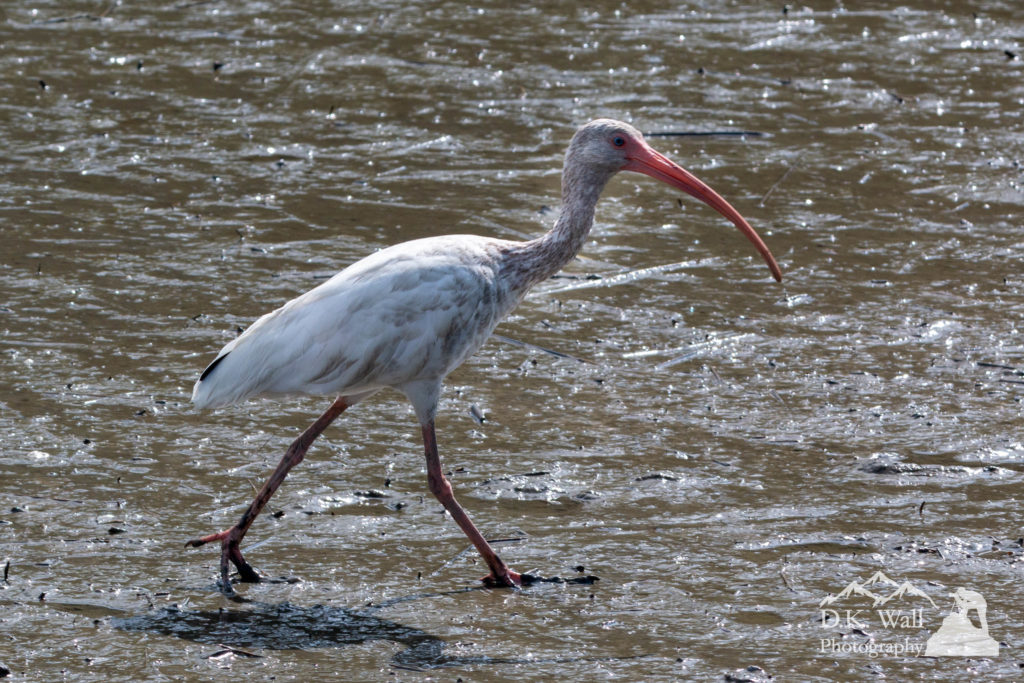 A white ibis working on breakfast in the pluff mud exposed by low tide.