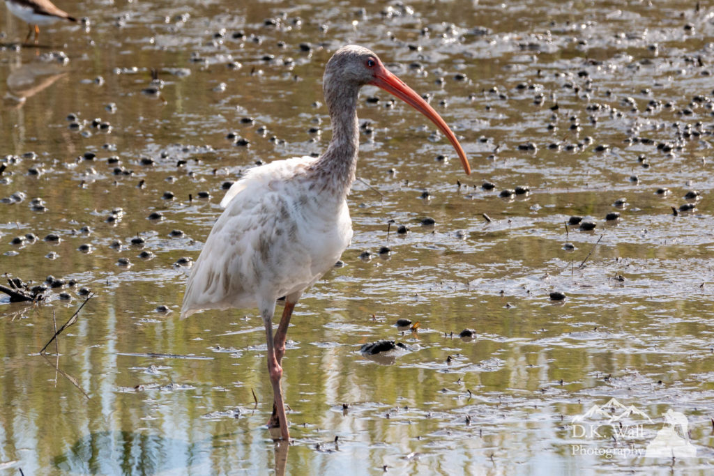 The white ibis is the shallow waters.