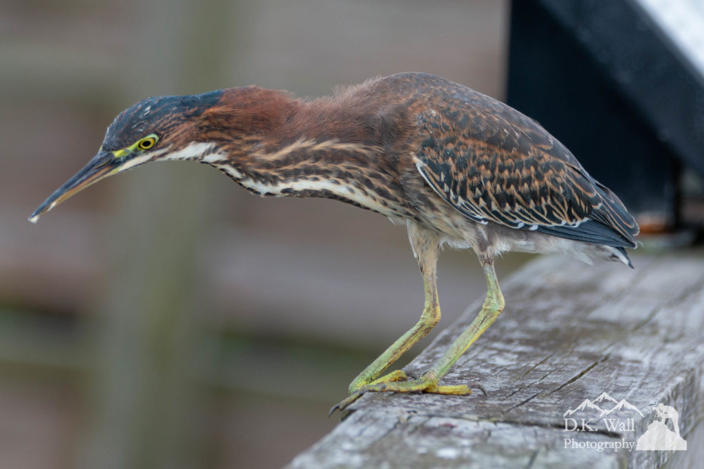 A young green heron scanning the waters for food.