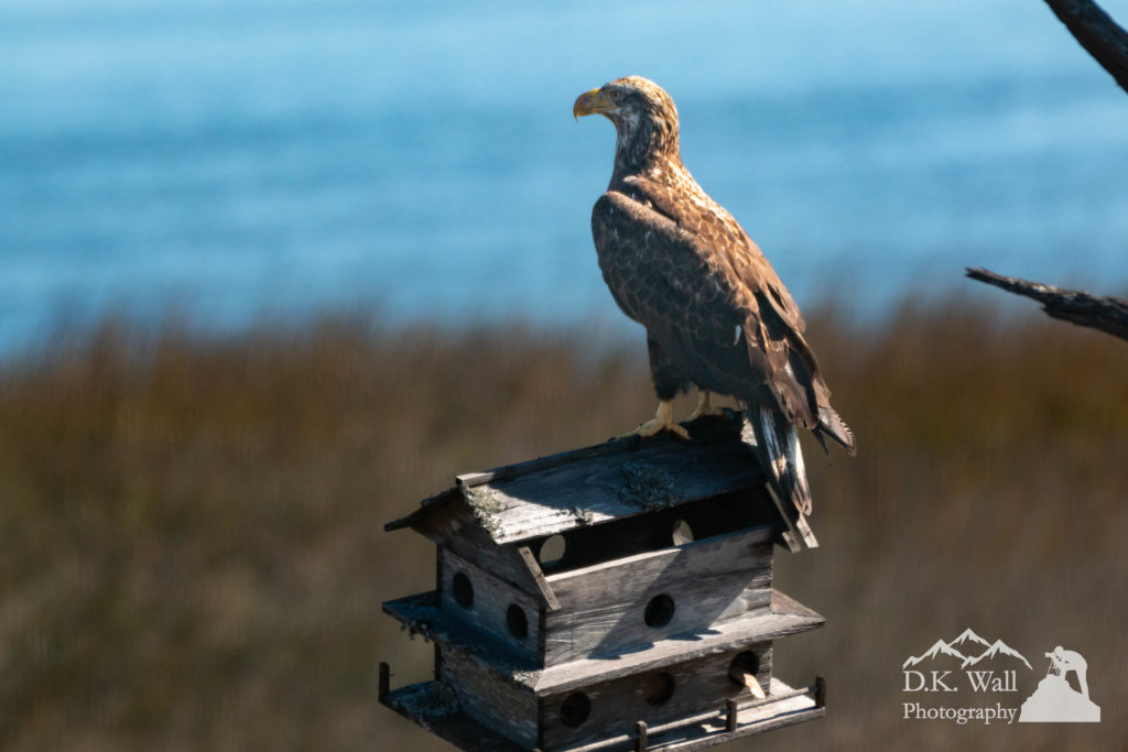 Juvenile Bald Eagle sitting on abandoned Martin house