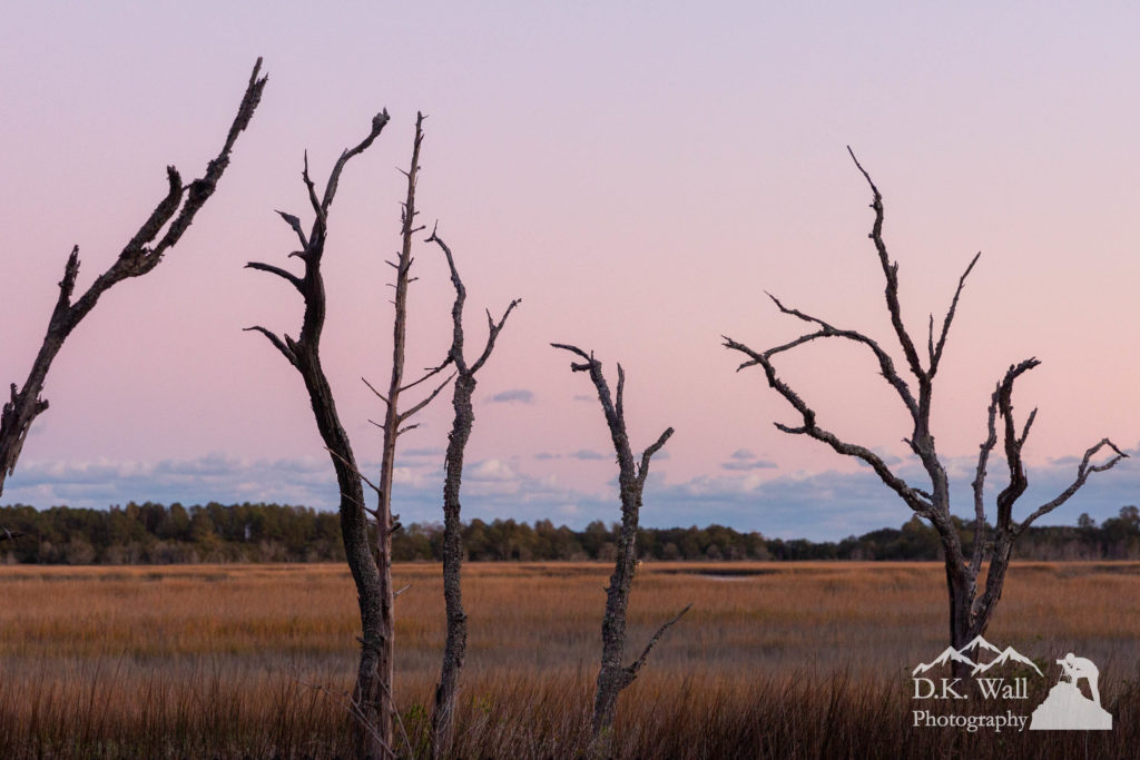 Dead trees on the edge of the marsh - the park in the background.
