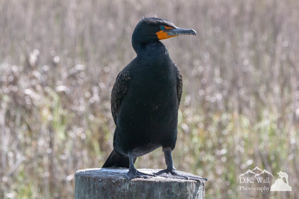 A mature double-crested cormorant with its shiny black feathers
