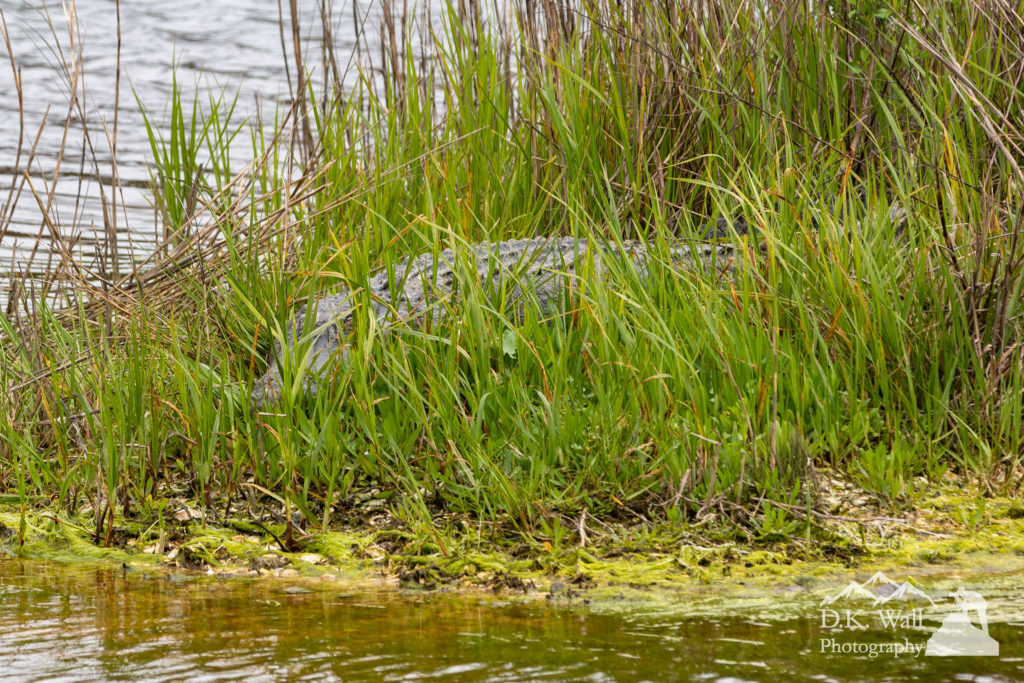 A lurking alligator