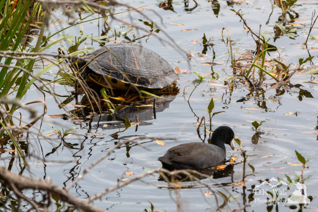 An American coot and a turtle share a marsh