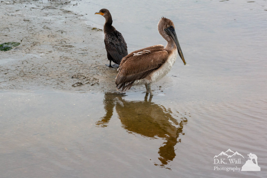 A cormorant and a brown pelican hunt for breakfast