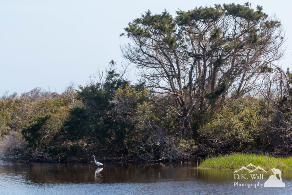 A great egret enjoys its solitude