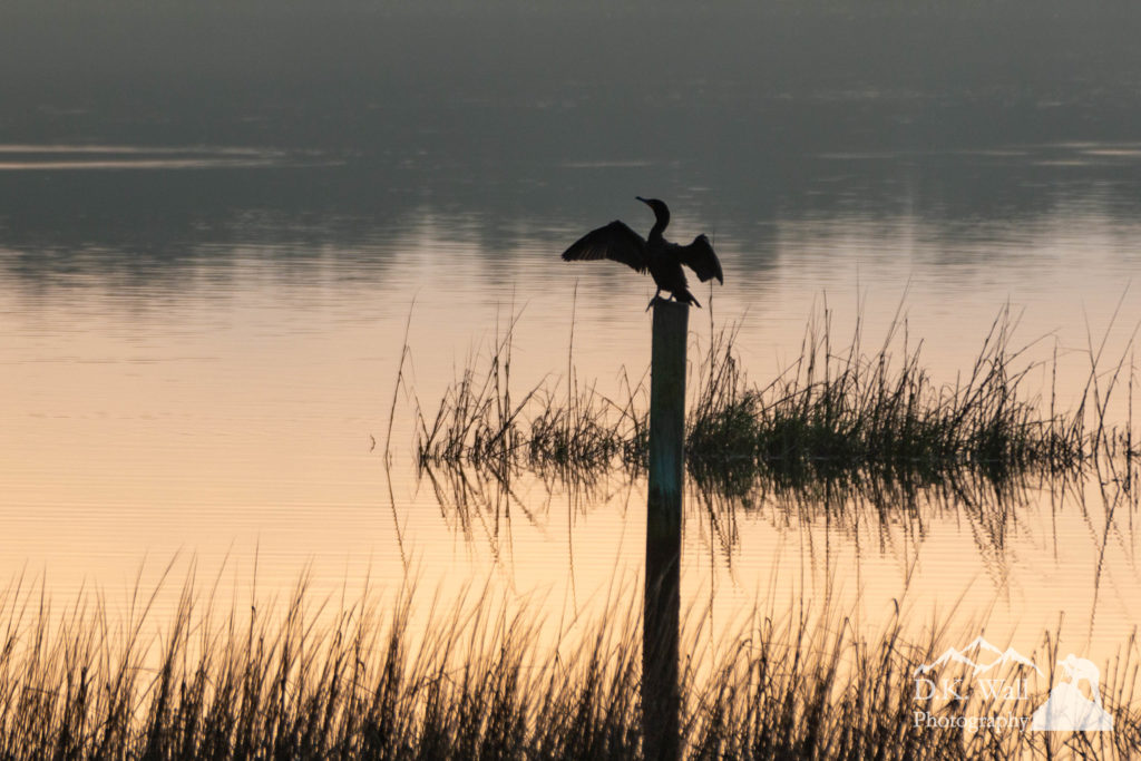 A cormorant dries its wings in the morning sun
