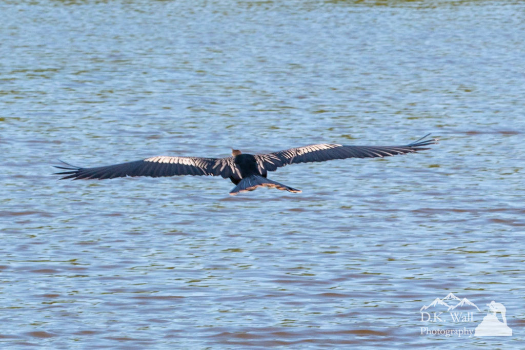 An anhinga skins the surface of the water hunting for food