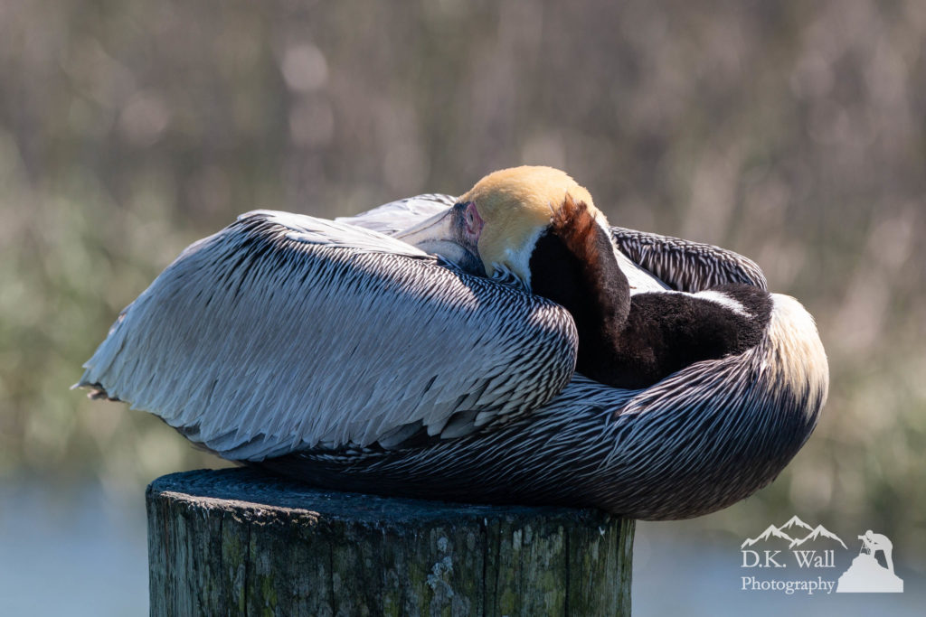 Brown pelican curled and balanced for a nap