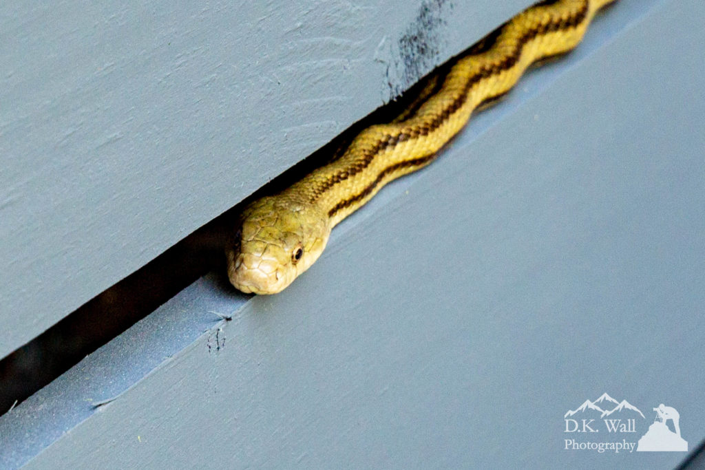 Garter snake sunning himself on the house wall