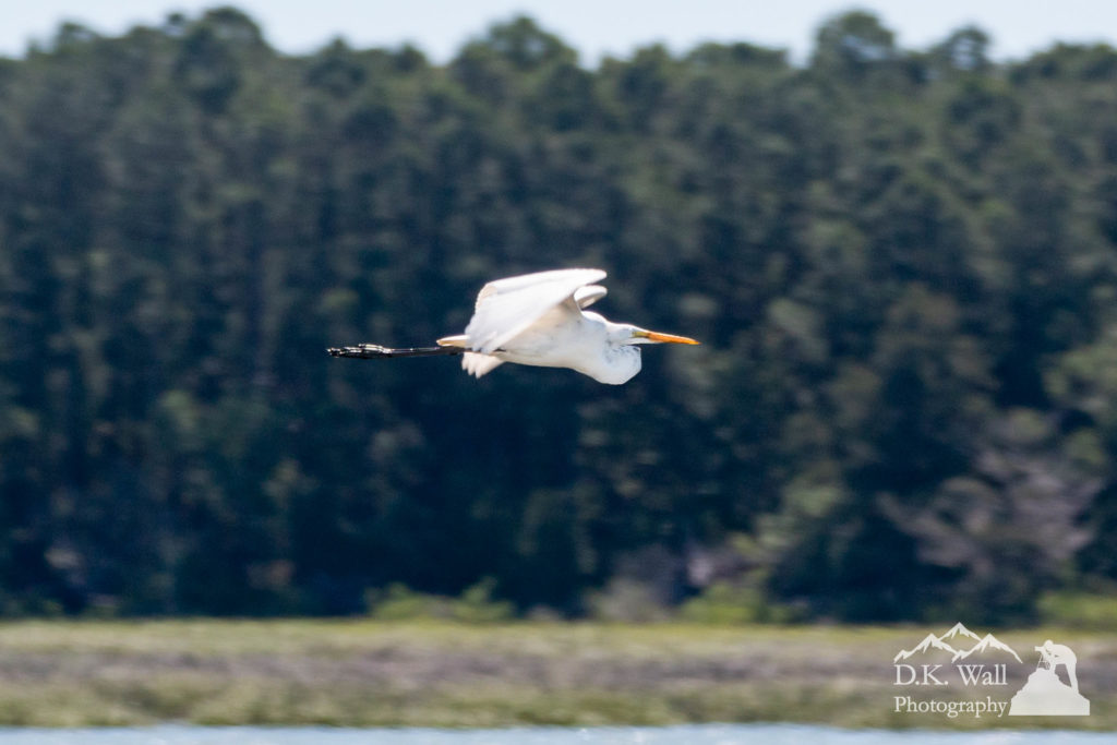 A great egret coming in for a landing