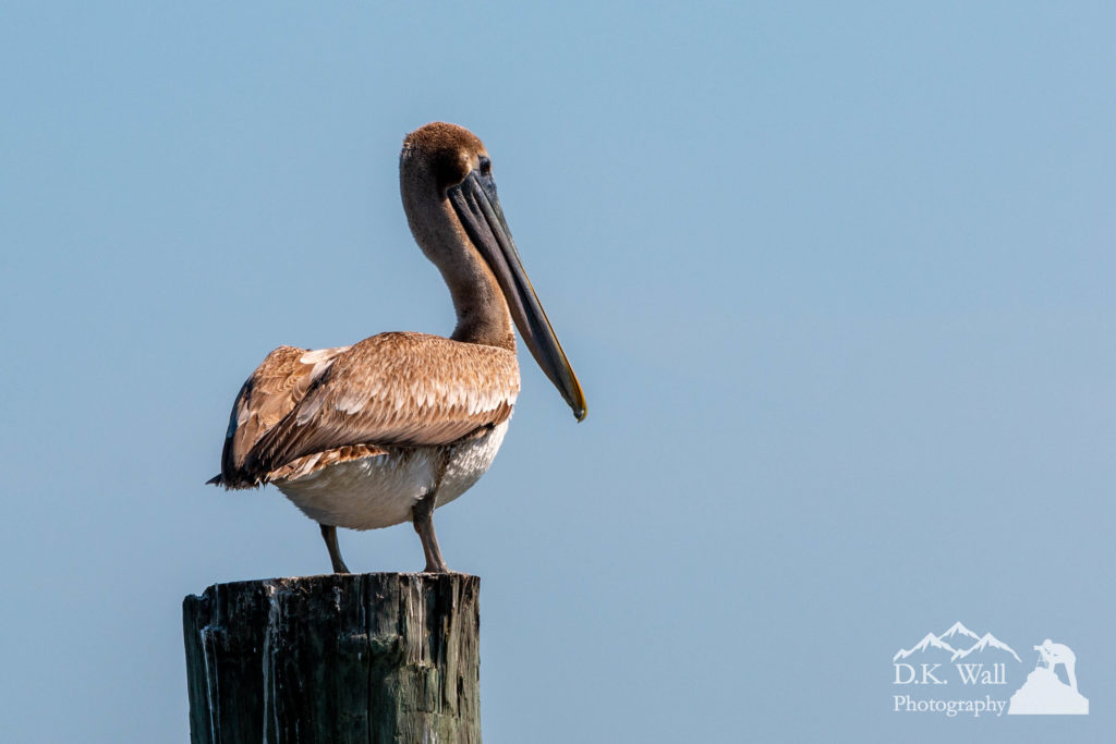 A brown pelican enjoying its view