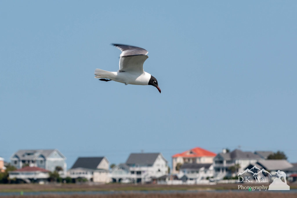 A laughing gull soaring through the air