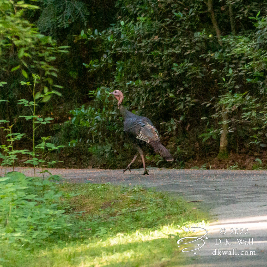 Strutting like only a turkey can