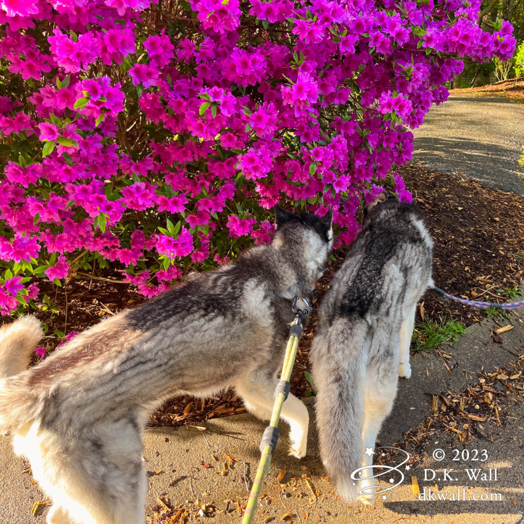 Typhoon and Frankie sniffing a giant azalea - part of the Love Hurts post